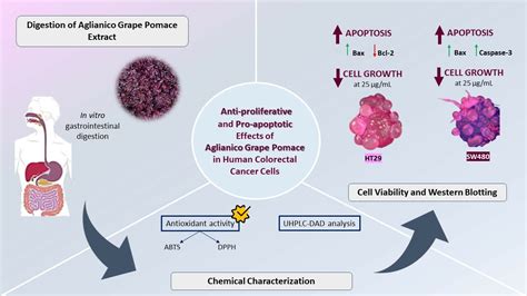 Molecules Free Full Text Anti Proliferative And Pro Apoptotic