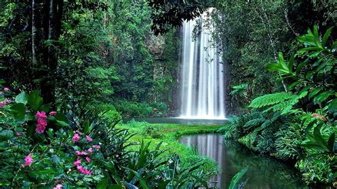 Waterfall in jungle, greenery, waterfall, beautiful, jungle, plants ...