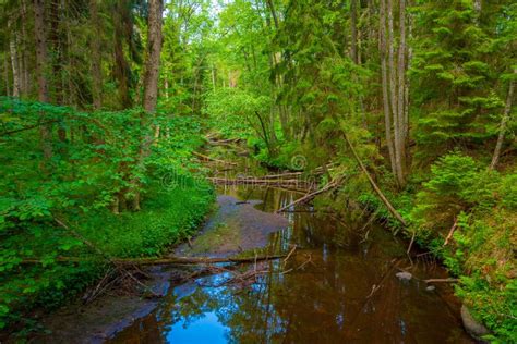 forest trail  estonian village altja stock photo image  scenic
