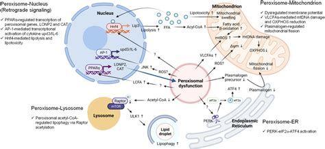 Pdf Peroxisomal Stress Response And Inter Organelle Communication In