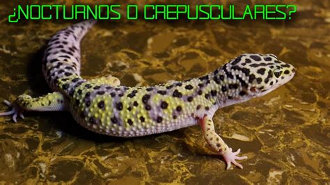 EL GECKO LEOPARDO ES NOCTURNO O CREPUSCULAR YouTube