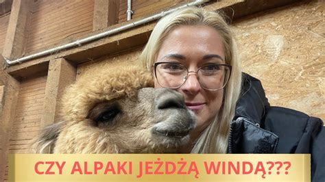 Czy Alpaki Je D Wind To I Kilka Ciekawostek Youtube