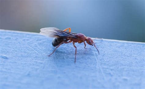 Flying Ants How To Get Rid Of Winged Ants At Your Home