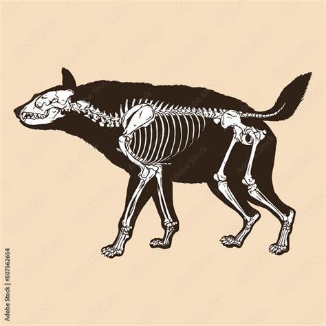 Skeleton hyena vector illustration Stock Vector | Adobe Stock