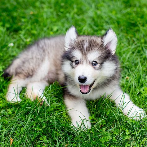 #1 | Alaskan Malamute Puppies For Sale By Uptown Puppies