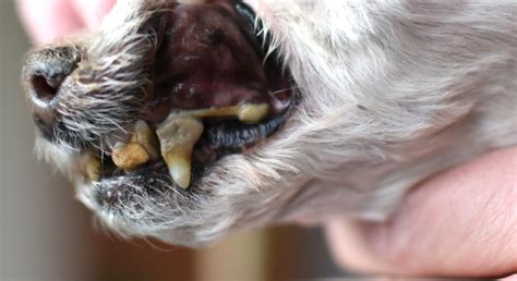 Does Kibble Clean Your Dog's Teeth? Find Out! - Proud Dog Mom