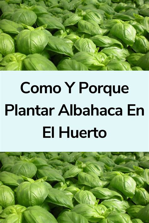 Como Y Porque Plantar Albahaca En El Huerto La Huertina De Toni