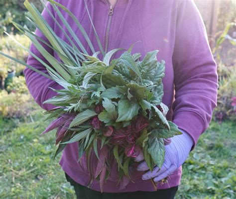 Shop Fresh Herbs — Hmong Specialty Plants & Herbs