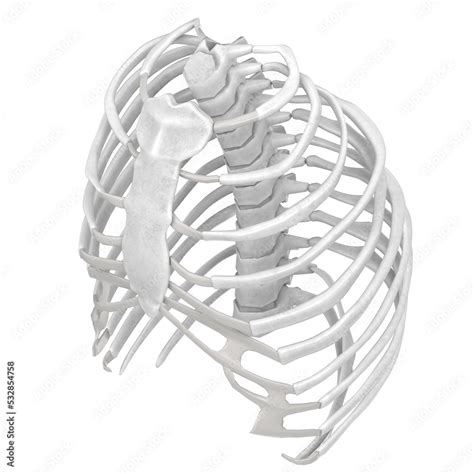 3d rendering illustration of a human rib cage Stock Illustration ...