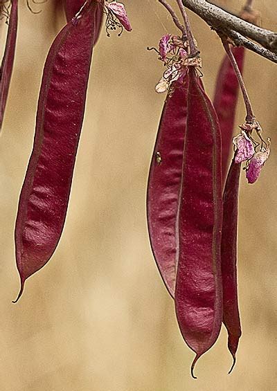 Flora de Malpica de Tajo Árbol del amor Cercis siliquastrum