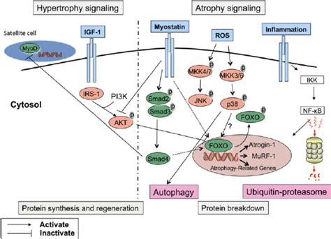 Regulation Of Muscle Mass The Maintenance Of Muscle Mass Is The Result