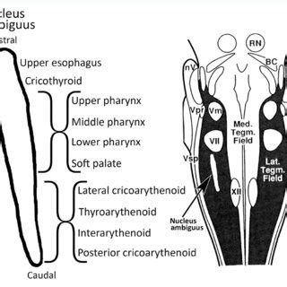 On the left, the rostrocaudal extent of the nucleus ambiguus, with the ...