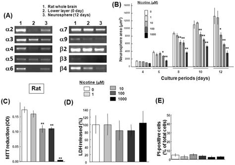 Neocortex Was Dissected From Fetal Rat Brains Followed By Preparation