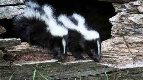 Get to Know Skunks: A Comprehensive Guide to Biology and Behavior