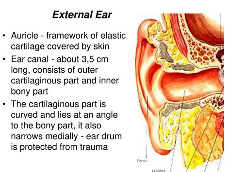 Ppt Anatomy And Physiology Of The External Ear Middle Ear And Inner