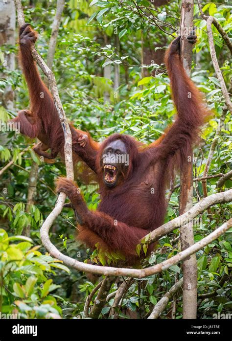 La Femelle De L Orang Outan Avec Un B B Dans Un Arbre L Indon Sie L