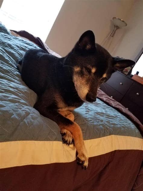 Adopted August 8 Yr Old Female Shiba Inu Shiba Inu Rescue Of Florida