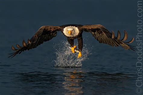 Golden Eagle Hunting Fish