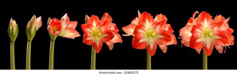 Flower Blooming Process Images Stock Photos And Vectors Shutterstock