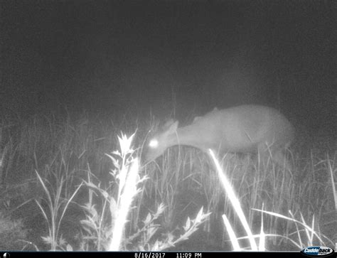 Endangered Hog Deer Captured on Camera Trap for the First Time in a