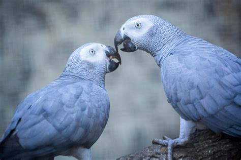 African Grey Parrot Parrot Breeds