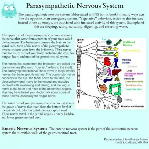 Pin By Shari Shaw On Nervous System Parasympathetic Nervous System