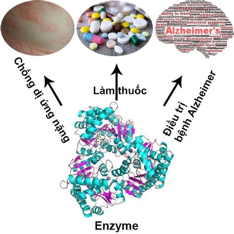 Ng D Ng C A Enzyme Trong Y H C