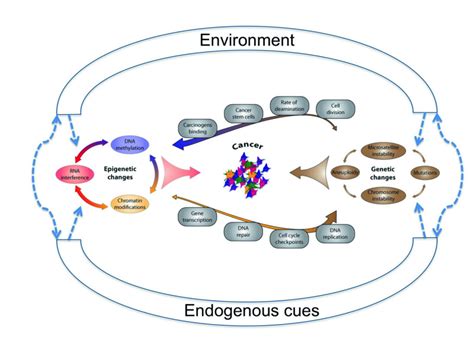 Fig. 3.8.1, [Interplay between genetics and epigenetics...]. - World ...