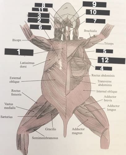 Rabbit Ventral Dorsal Lateral Side Flashcards Quizlet