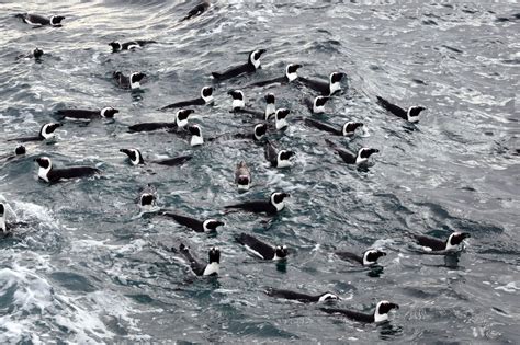 Penguin foraging behavior and body condition offer clues to habitat health - Earth.com