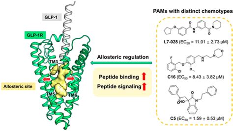变构调节剂通过跨膜位点增强 Glp 1 与 Glp 1r 的结合 Acs Chemical Biology X Mol