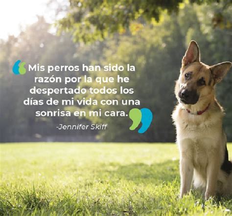 Mejores Frases Sobre Perros Y Su Fidelidad