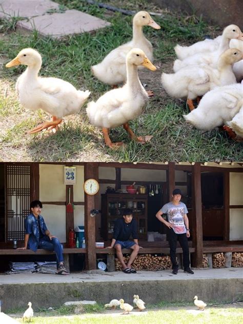 삼시세끼 고창 패밀리 오리 급성장에 당황 텐아시아