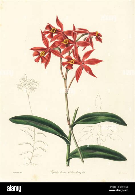 Epidendrum macrocarpum orchid. Schomburgk's epidendrum, Epidendrum ...