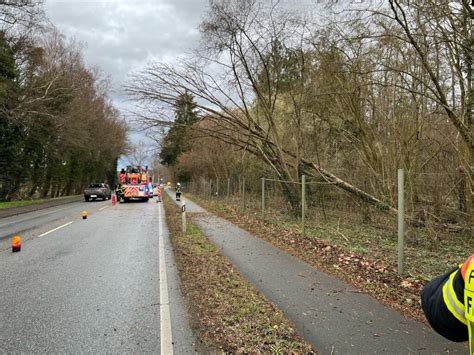 H Baum Droht Auf Stra E Zu St Rzen Feuerwehr M Rfelden