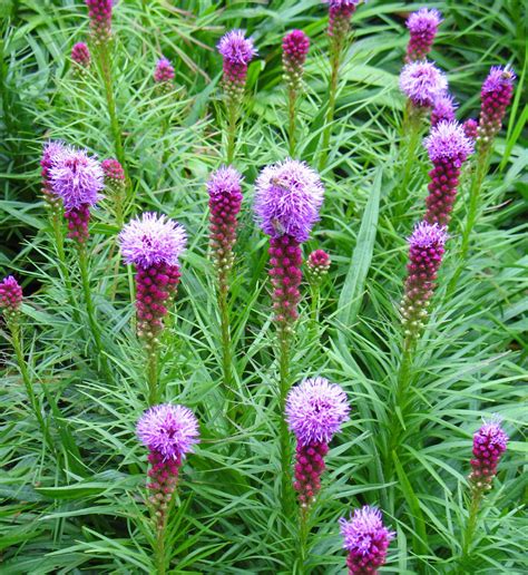 Liatris spicata – Rachels Native Plants