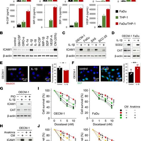 Macrophage Secretory Il Induces Icam In Hnscc A Cytokine Levels