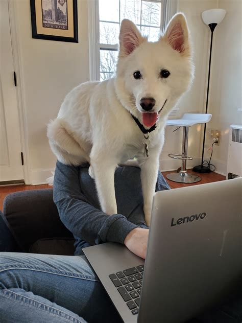 6512 best Interesting Dog images on Pholder | Mildlyinteresting, Aww