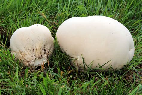 Giant Puffball Identification Look Alikes Health Benefits Pet