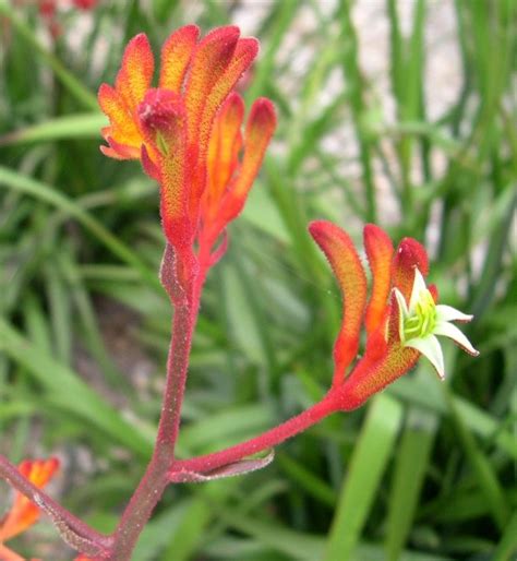 Anigozanthos Landscape Orange Kangaroo Paw 6 Pot Hello Hello Plants