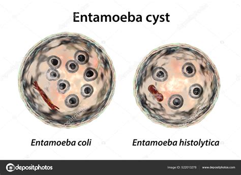 Quistes Entamoeba Protozoario Ilustración Entamoeba Coli Histolityca — Foto De Stock 522013278