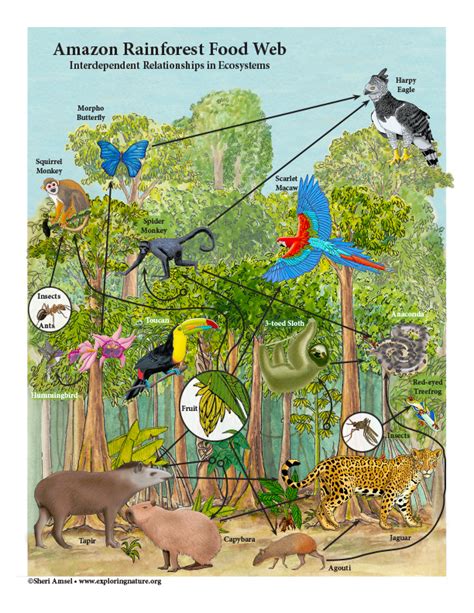 Amazon Rainforest Interdependent Relationships In Ecosystems Activity