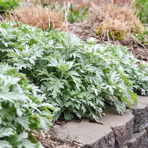 Artemisia x 'Silver Lining' – Fieldstone Gardens Inc
