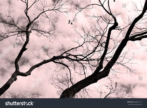 Naked Tree Winter Pink Effect Stock Photo Shutterstock