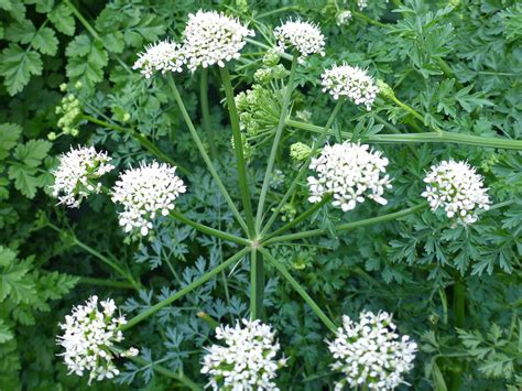 Photographs Of Oenanthe Crocata UK Wildflowers Umbel