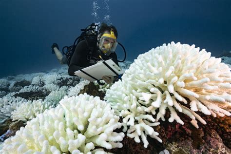 Warming Ocean Leaves No Safe Havens For Coral Reefs Inside Climate News