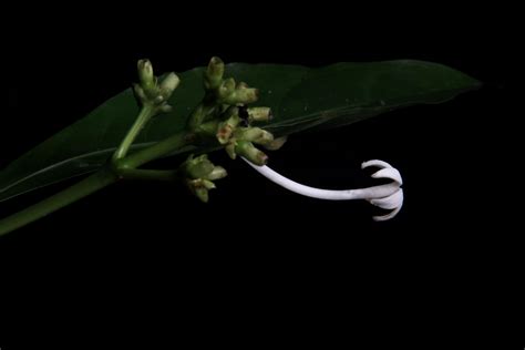 Psychotria L. | Plants of the World Online | Kew Science