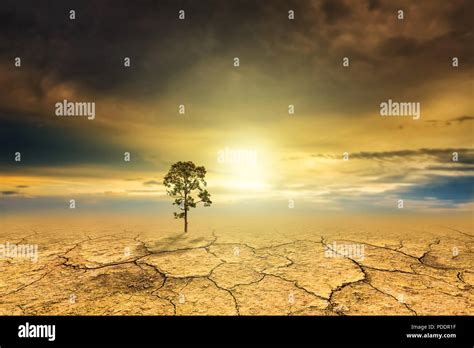 tree dry soil texture background stock photo alamy
