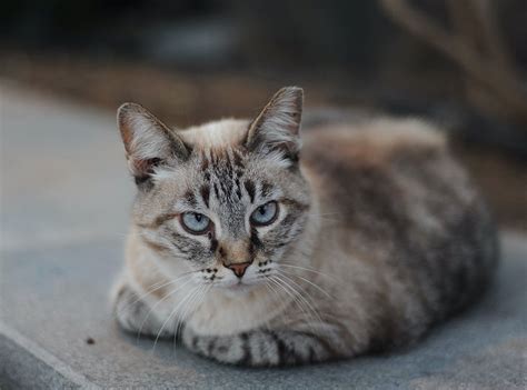 Brown Tabby Cat · Free Stock Photo