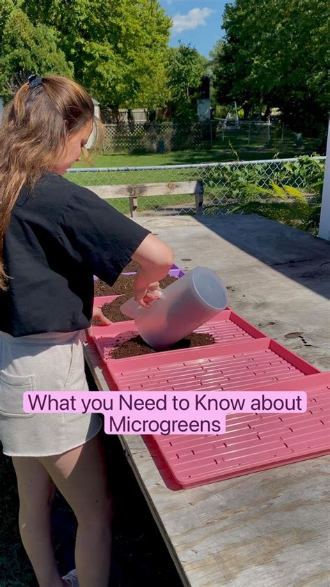 What You Need To Know About Microgreens Homestead Business Idea